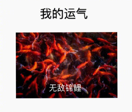 無敵錦鯉